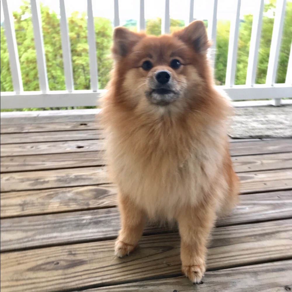 Meet your Posher, Jenny